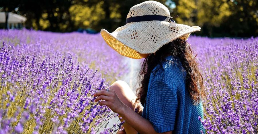 From Avignon: Lavender Fields & Luberon Village Guided Tour - Should you book it?