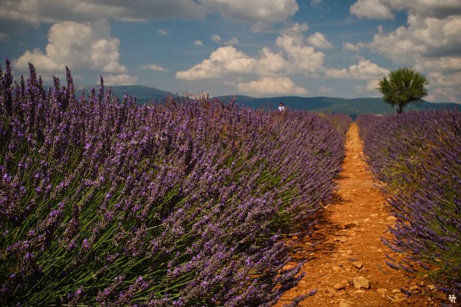 From Avignon: Lavender Fields & Luberon Village Guided Tour - Gordes from above, then on foot