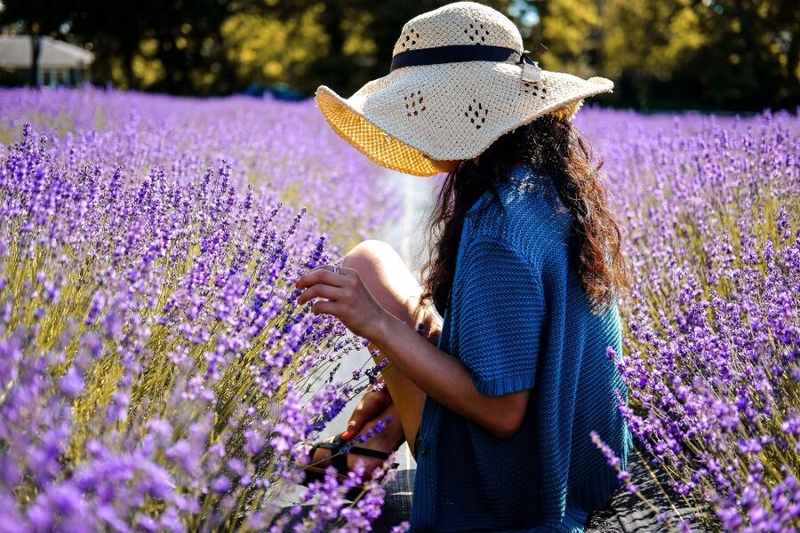 From Avignon: Lavender Fields & Luberon Village Guided Tour - What the guide adds to the day