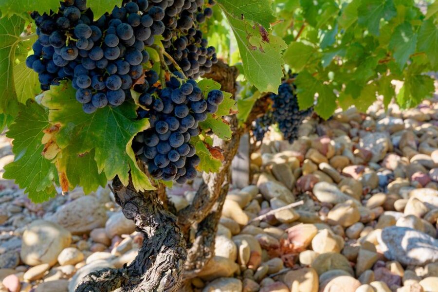 From Avignon: Luberon and Chateauneuf-du-Pape Full-Day Tour - Through the Rhône Valley vineyards