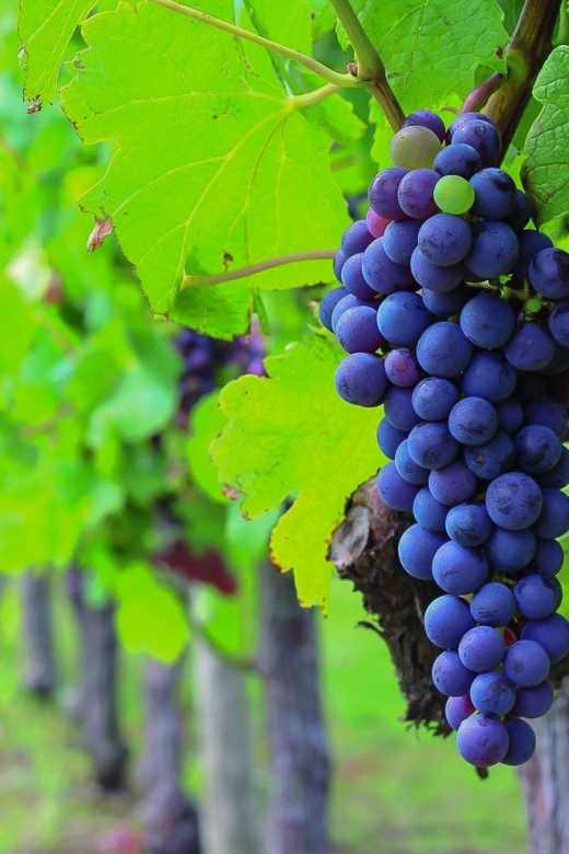 From Bordeaux: Full-Day Medoc Wine Tour - Why Medoc works best as a full-day outing