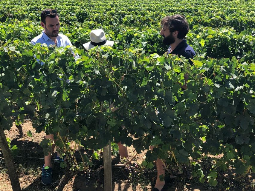 From Bordeaux: Half-Day Saint-Emilion Wine Tour - Practical advice before you reserve