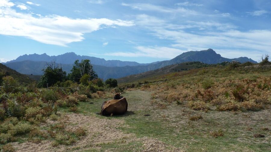 From Calvi: 4x4 Day Tour Mountain & Agriates' Saleccia Beach - Is the $123 price good value?