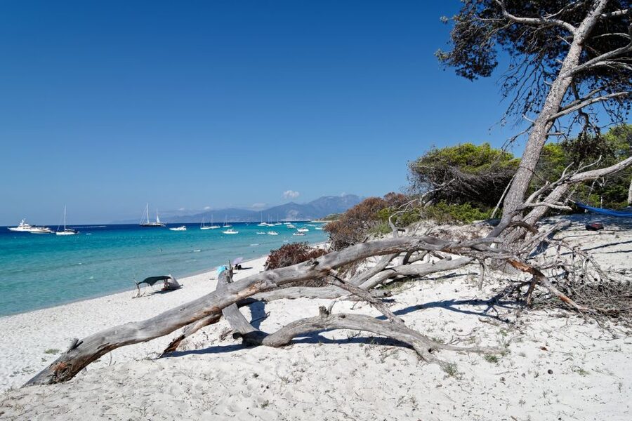 From Calvi: Agriate Guided Jeep Tour to Lotu and Saleccia - Lotu Beach, a calm first taste of the coast