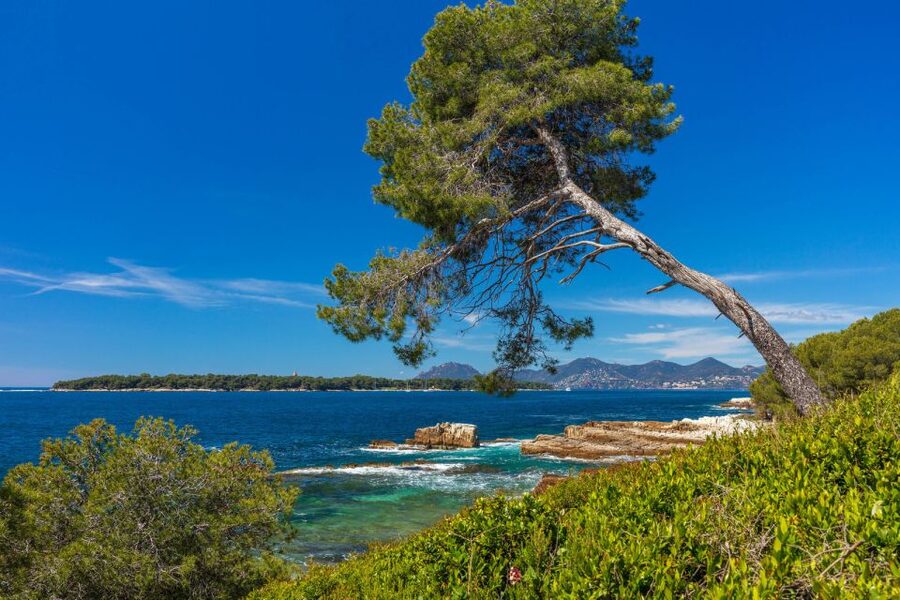 From Cannes: Round-Trip Ferry to Ste. Marguerite Island - Fort Royal and the Man in the Iron Mask
