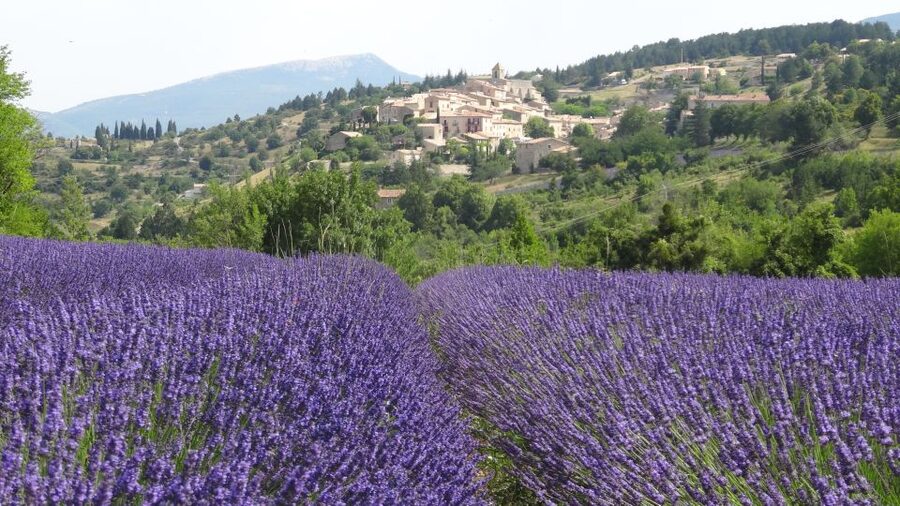 From Marseille: Lavender Full-Day Trip to Sault - Senanque Abbey and the classic Provence view