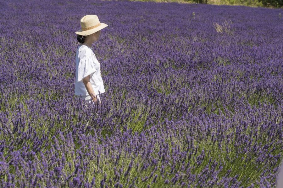 From Marseille: Lavender Full-Day Trip to Sault - Seeing lavender from field to bottle