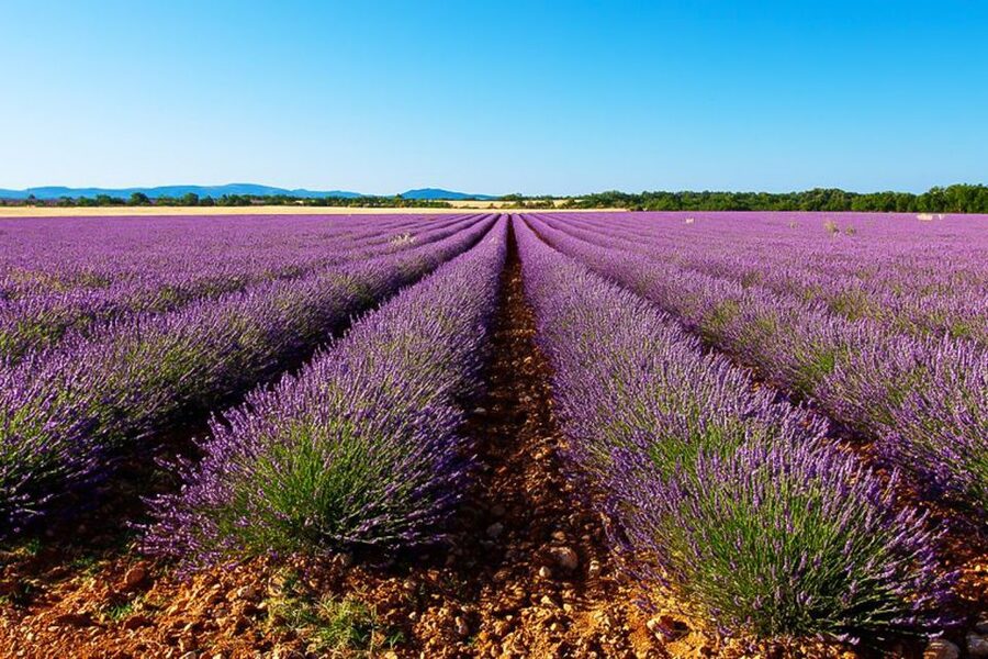 From Marseille: Valensole Lavender Full-Day tour - Why Valensole is worth the long ride from Marseille