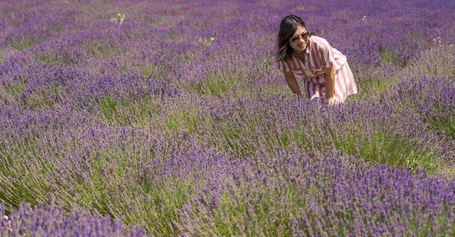 From Marseille: Valensole Lavender Full-Day tour - Photo stops across the Valensole Plateau