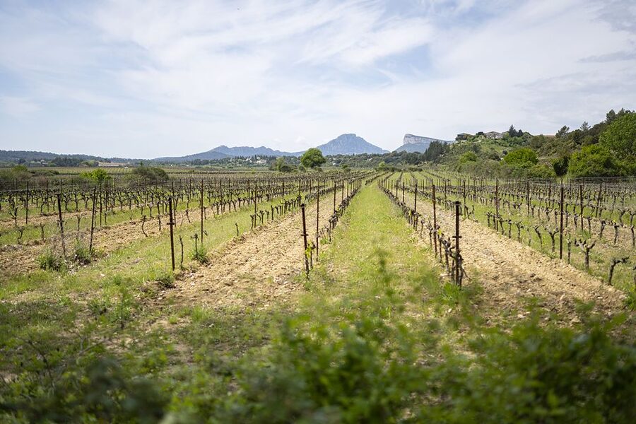 From Montpellier: Half-Day Vineyard & Pic Saint-Loup Tour - Leaving Montpellier from the Esplanade de lEurope