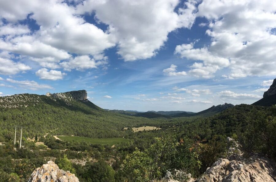 From Montpellier: Half-Day Vineyard & Pic Saint-Loup Tour - Tasting several wines without pretending to be an expert