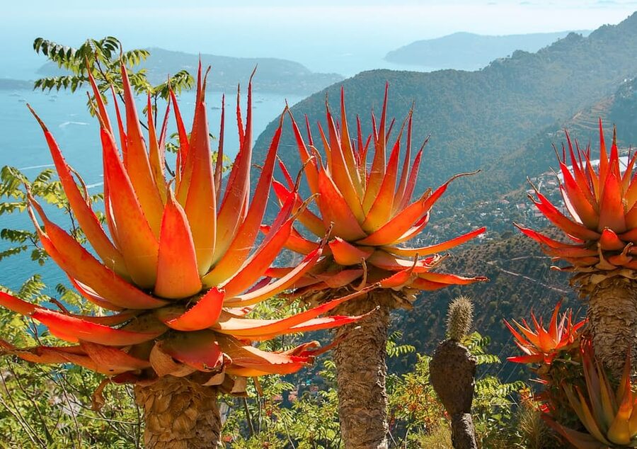 From Nice: Eze, Monaco, and Monte Carlo Half-Day Trip - What the guide adds to the day