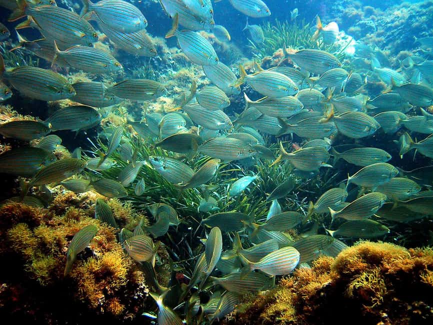 From Nice: French Riviera Swimming and Snorkeling Cruise - How much time do you really get in the water?