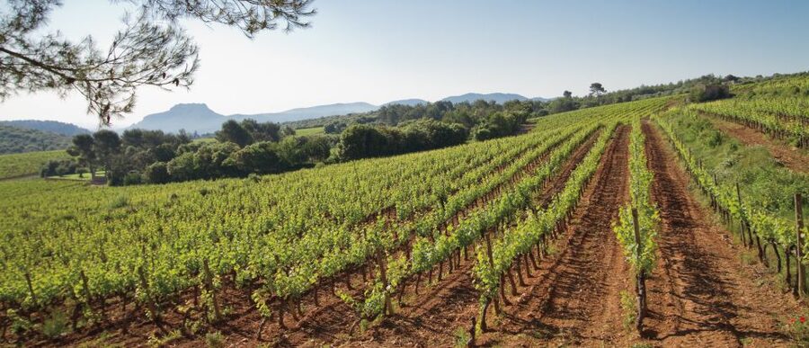 From Nice: Provence Wine Full-Day Tour - A medieval village lunch, with time to slow down