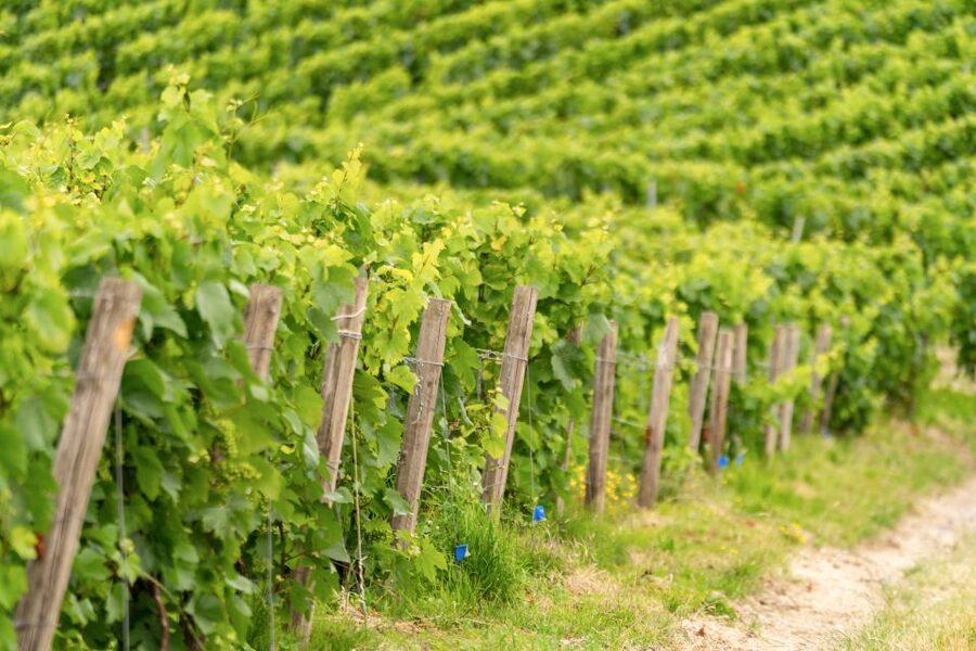 From Paris: Day Trip to Champagne with 8 Tastings & Lunch - Who should book this Champagne tour?
