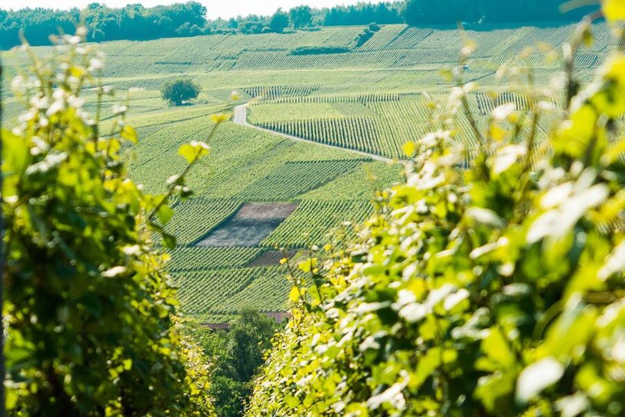 From Paris: Small-Group Champagne Day Trip with Six Tastings - Key points at a glance