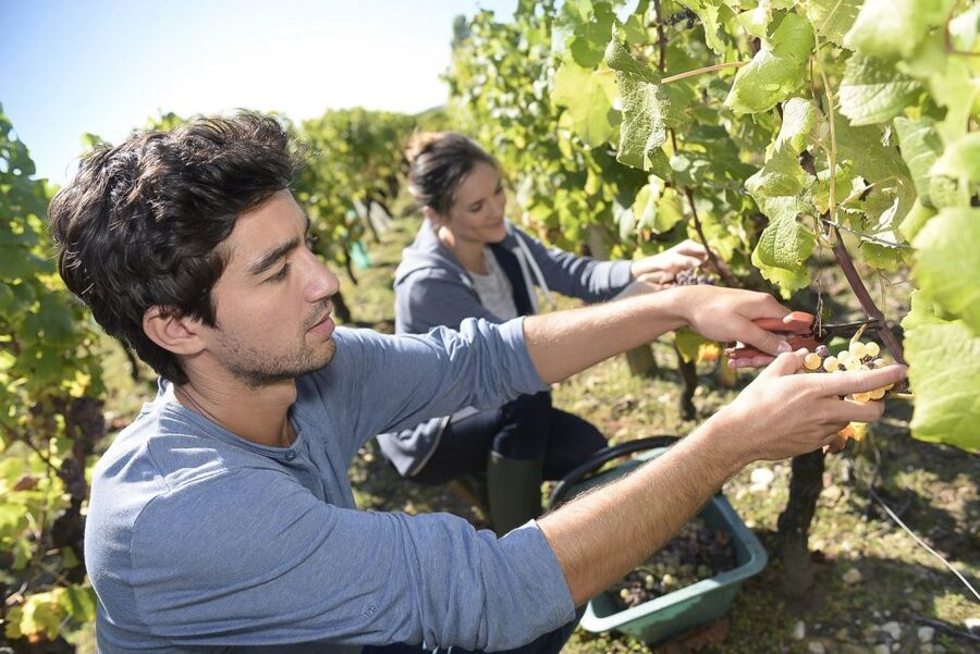From Paris: Small-Group Champagne Day Trip with Six Tastings - Nicolas Feuillatte and the large-scale comparison
