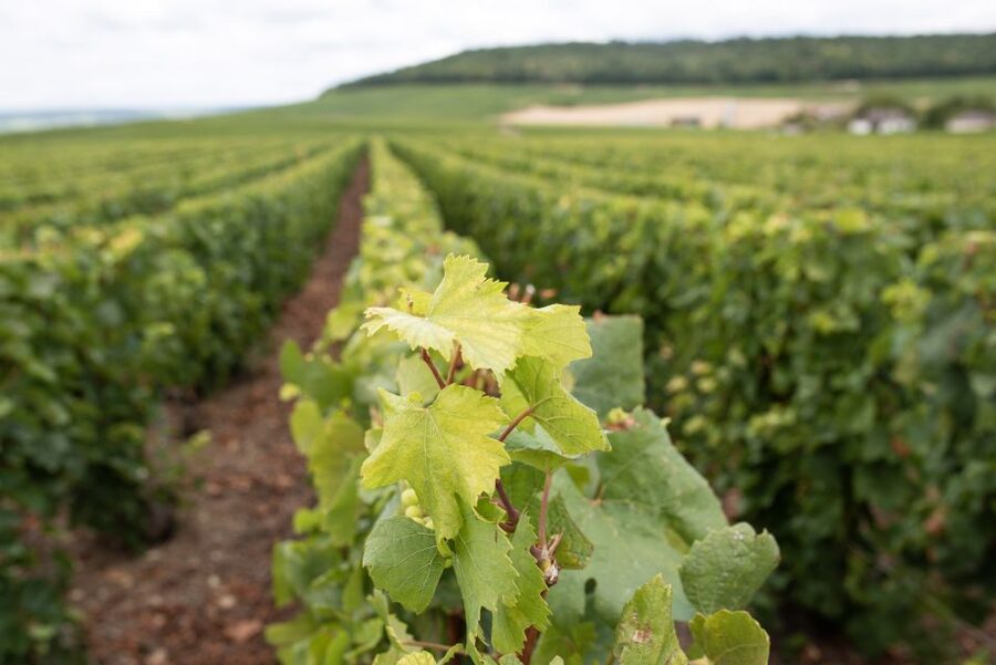 From Reims: Champagne and Family-Run Wineries Tour - What the four-and-a-half-hour schedule feels like