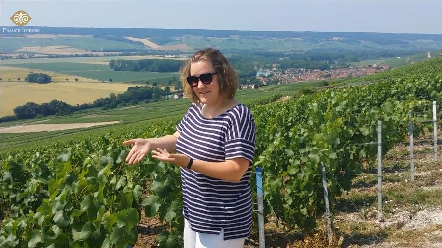 From Reims: Champagne Day Trip to 3 Family Domains & Lunch - Key Points to Know Before Booking