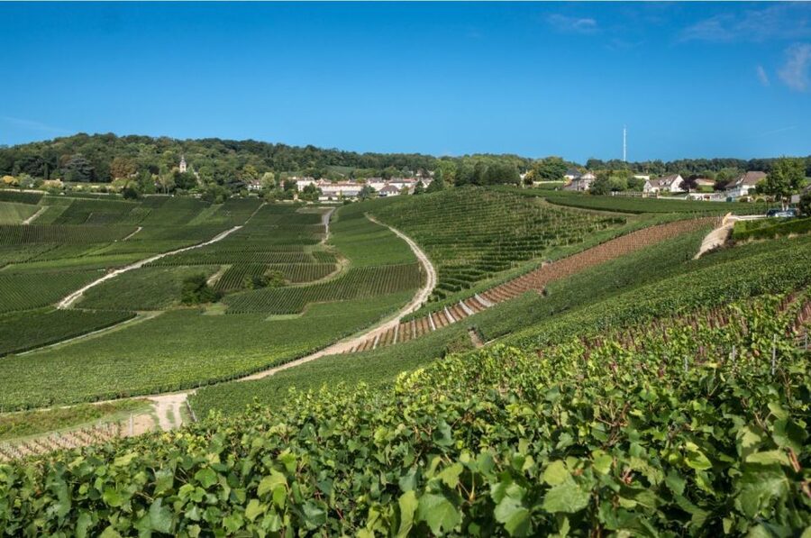 From Reims: Champagne Day Trip to 3 Family Domains & Lunch - Épernay’s Avenue of Champagne