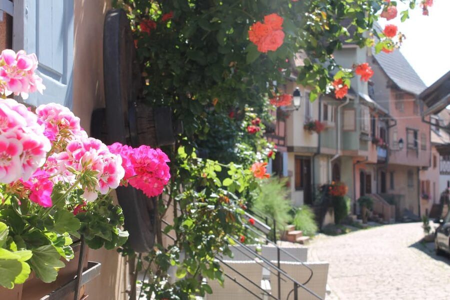 From Strasbourg: Half-Day Tour of Alsace Villages - What the small group adds
