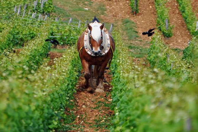 Full-Day Private Tour, 6 Premiers & Grands Crus, The Best of Burgundy - Why this Burgundy tour works