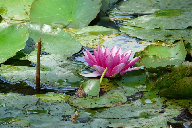 Giverny & Monet's House Audio Guided Half-day Tour from Paris - How the smartphone audio guide affects the visit