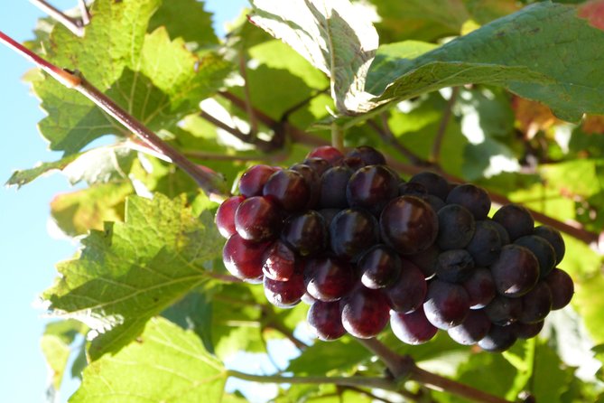 Golden stones Beaujolais Wine Tour with Tastings from Lyon - Saint-Laurent-d’Oingt: tasting with the vineyards below