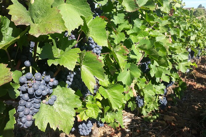 Guided tour and wine tasting Northern Rhône Valley - Leaving Lyon for the Northern Rhône