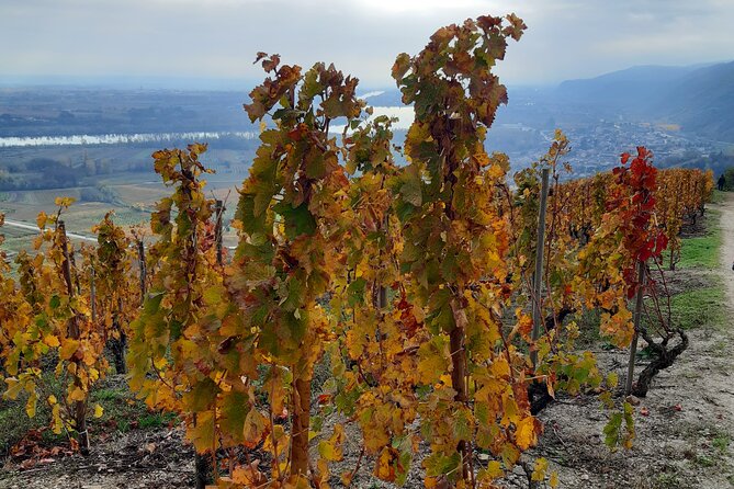 Guided tour and wine tasting Northern Rhône Valley - What the wine tasting feels like