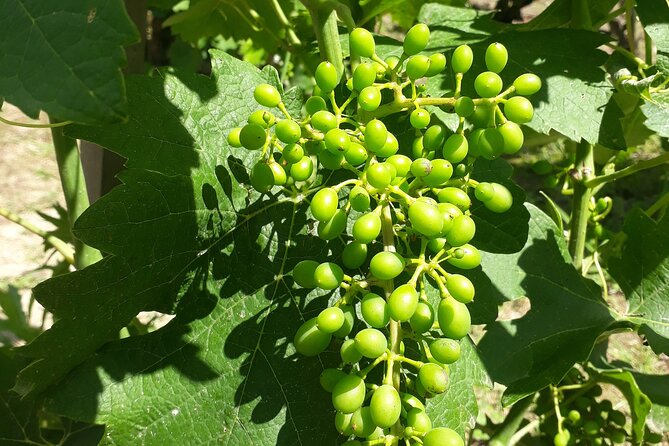 Guided tour and wine tasting Northern Rhône Valley - Justine’s guiding style