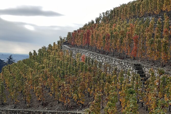 Guided tour and wine tasting Northern Rhône Valley - Is $143.97 a fair price?