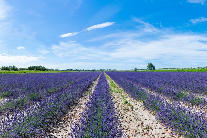 Guided tour Distillery of Lavender between Nîmes & Arles - From lavender fields to the distillery