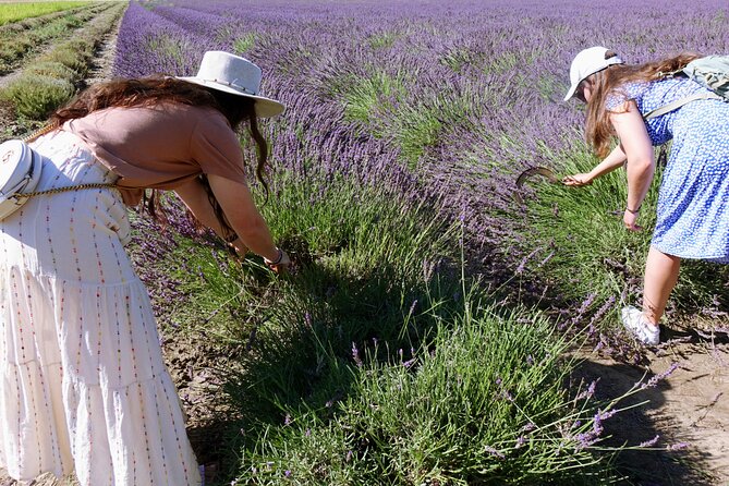 Guided tour Distillery of Lavender between Nîmes & Arles - Why children can enjoy this visit