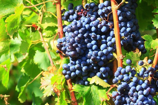 Half Day Great Vineyard Tour from Avignon - Châteauneuf-du-Pape: famous name, varied experiences
