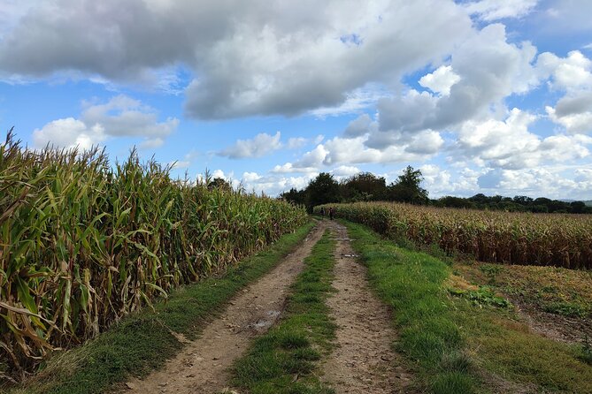 Hiking Adventure in Van Gogh's Footsteps with 6 miles walk - The cemetery and Van Gogh’s final resting place