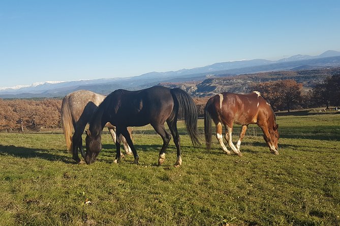 Horse ride in Haute Provence Luberon and Forcalquier - Who will enjoy this ride most