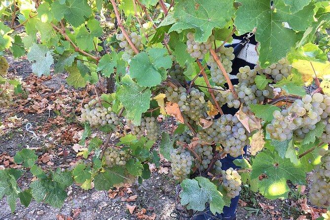 ICONICS Tour: 1/2 day on the Wine Route, visit of 2 Villages + Tasting. - Key points at a glance