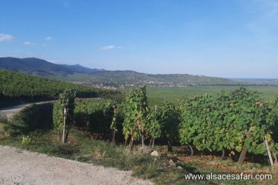 ICONICS Tour: 1/2 day on the Wine Route, visit of 2 Villages + Tasting.