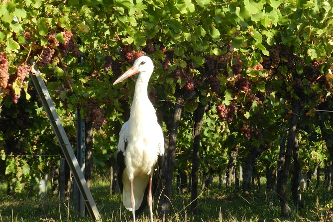 ICONICS Tour: 1/2 day on the Wine Route, visit of 2 Villages + Tasting. - Anna’s guiding style and what you learn