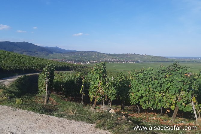 ICONICS Tour: 1/2 day on the Wine Route, visit of 2 Villages + Tasting. - Hunawihr: a short stop with a local feel