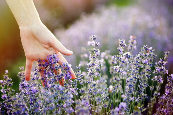 Lavender Route - Small-Group Day Trip from Avignon - Who should book this lavender day trip