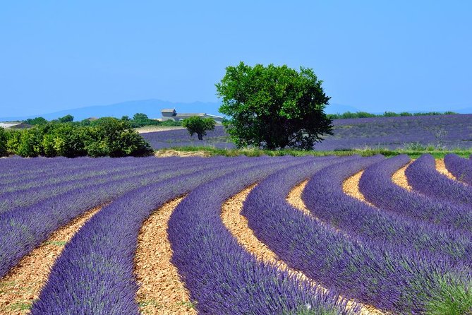 Lavender Small-Group Tour In Valensole from Marseille - The drive from Marseille to Valensole