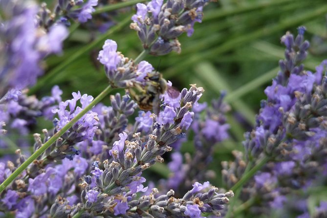Lavender Small-Group Tour In Valensole from Marseille - Two hours in Moustiers-Sainte-Marie