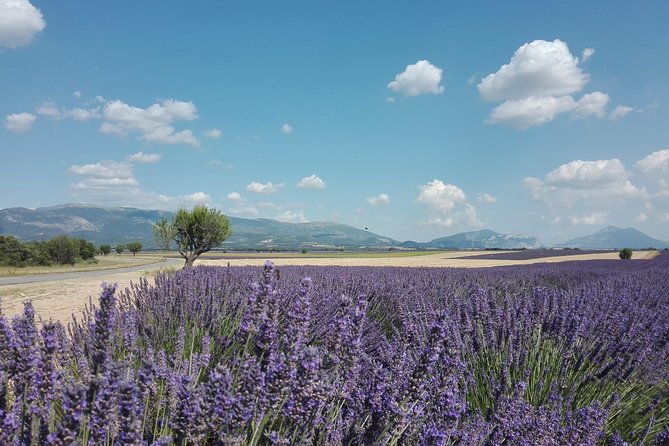 Lavender Small-Group Tour In Valensole from Marseille - Lac Sainte-Croix and the Verdon area