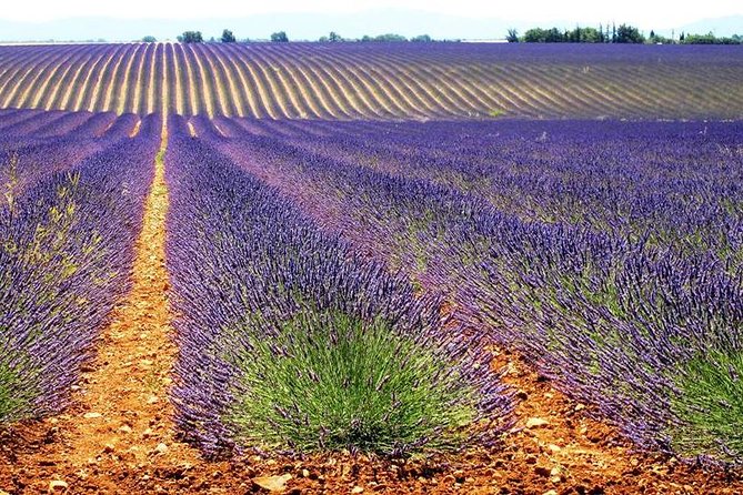 Lavender Small-Group Tour In Valensole from Marseille - The guide can shape the whole day
