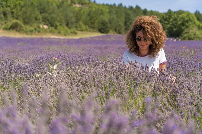 Lavender Small-Group Tour In Valensole from Marseille - Lavender fields on the Valensole Plateau