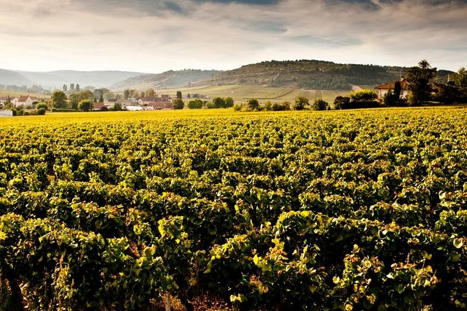 Luxury Luxury Wine Tour Experience - Why this Burgundy day is different