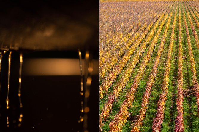 Luxury Luxury Wine Tour Experience - Three estates, three ways to make Burgundy