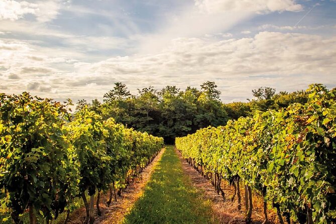 Médoc Region Half-Day Wine Tour with Winery Visit & Tastings from Bordeaux - Who should book this Médoc tour?